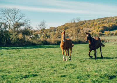 Deux chevaux dans une prairie