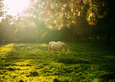 Cheval dans un pré au milieu des arbres
