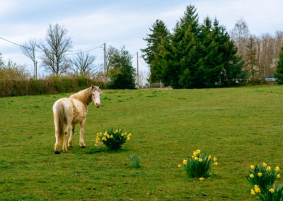 Cheval blanc dans un pré