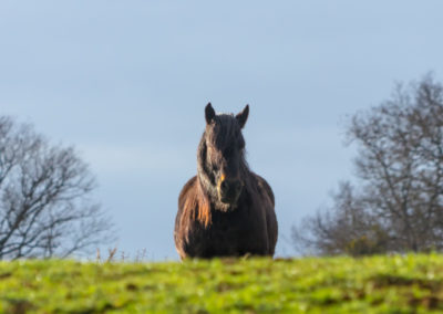 Cheval dans une prairie