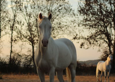 Cheval blanc au coucher de soleil
