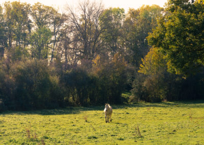 Cheval dans un pré dans une fôret